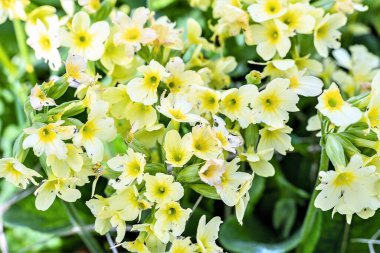 Bahar çiçeğinin sarı kızılötesi çekimleri..