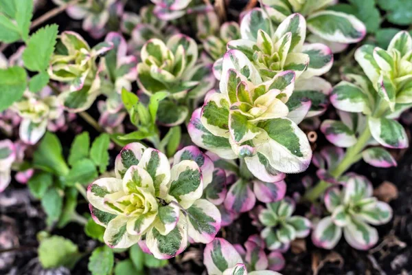 Kırsal bir bahçede renkli sedum yaprakları.