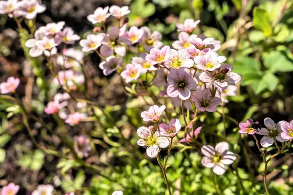 花园苔藓粉红色花朵的天然背景 — 图库照片