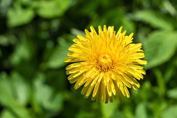 Diente León Amarillo Primaveral Primer Plano Sobre Fondo Verde — Foto de Stock