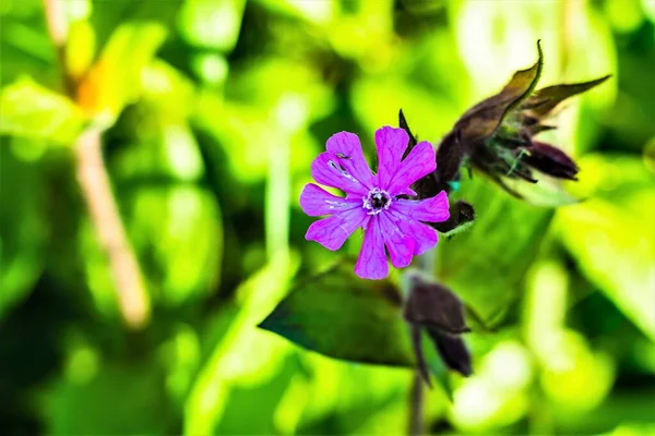 Zbliżenie Purpurowego Kwiatu Zielonym Tle — Zdjęcie stockowe