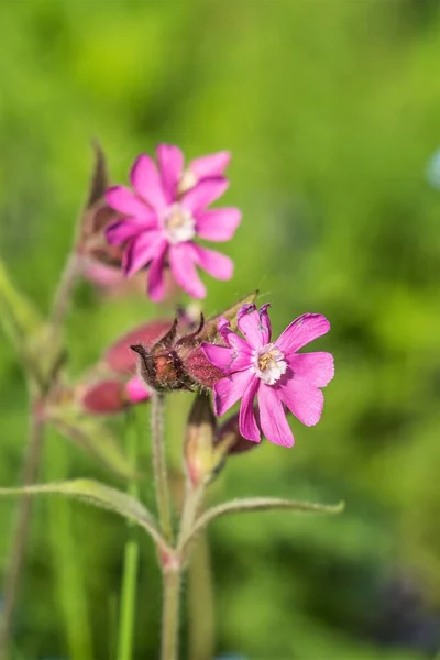 Eine Nahaufnahme Einer Gibraltar Blume — Stockfoto