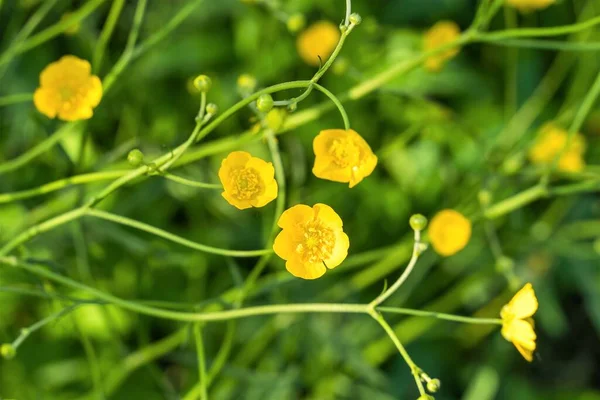 Fundo Verão Pequenas Flores Amarelas Buttercup Selvagem — Fotografia de Stock