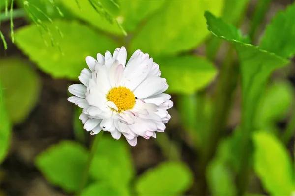 背景模糊的白色花园洋甘菊 — 图库照片