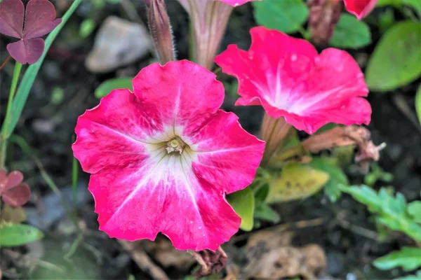 Rosa Blomma Trädgård Petunia Svart Mark — Stockfoto
