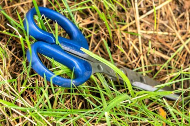 Yeşil yaz çimlerinde mavi saplı makas..