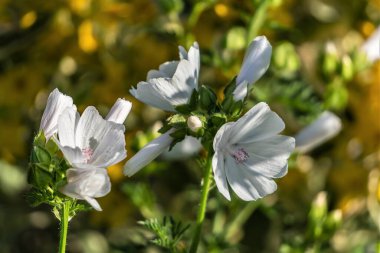 Altın yeşili arka planda gelin denilen narin beyaz çiçekler..