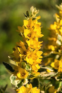 Benekli altın renginin sıra dışı çiçekleri .