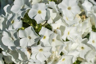 Beyaz feniks çiçekleri doğal bir arka plan olarak yakın plan.