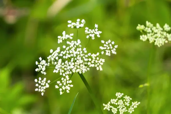 Kleine Witte Onkruid Bloemen Een Wazig Groene Achtergrond — Stockfoto