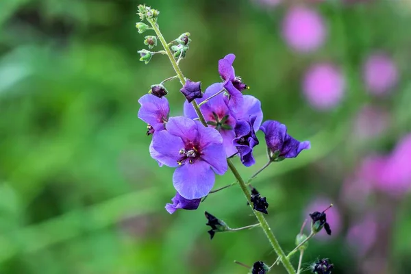 在模糊的背景下 紫色的绒毛和花序的特写 — 图库照片