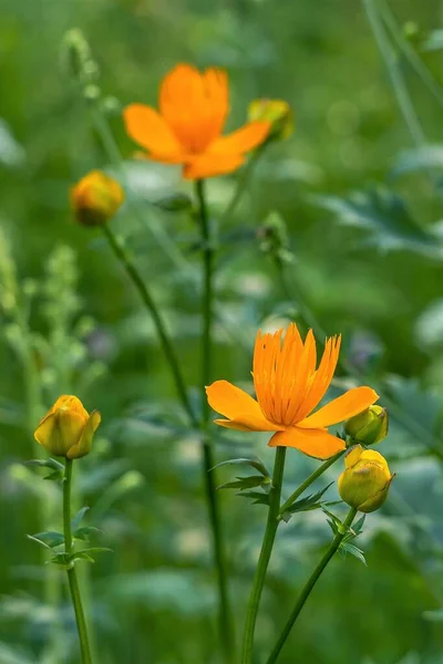 Orangefarbener Badeanzug Nahaufnahme Auf Verschwommenem Hintergrund — Stockfoto