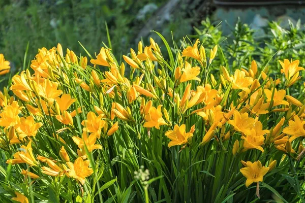 Yellow Daylily Flowers Summer Garden — Stock Photo, Image