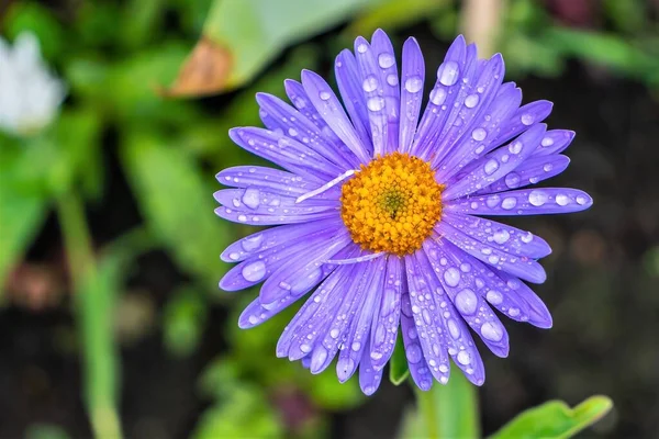 Viele Regentropfen Auf Den Blauen Blütenblättern Einer Gartenkamille — Stockfoto