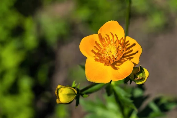 Orangefarbener Badeanzug Mit Knospen Auf Verschwommenem Hintergrund — Stockfoto