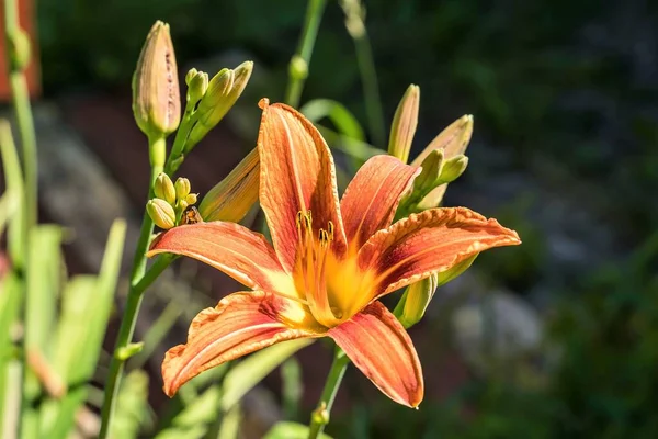 自然の背景としての赤いユリの開花 — ストック写真