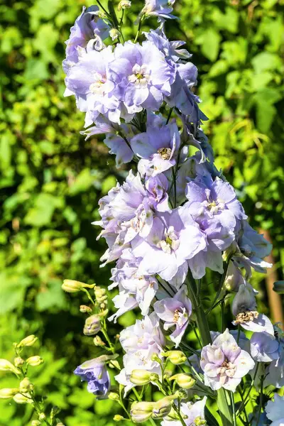 股票特写上紫色的德尔菲花 — 图库照片