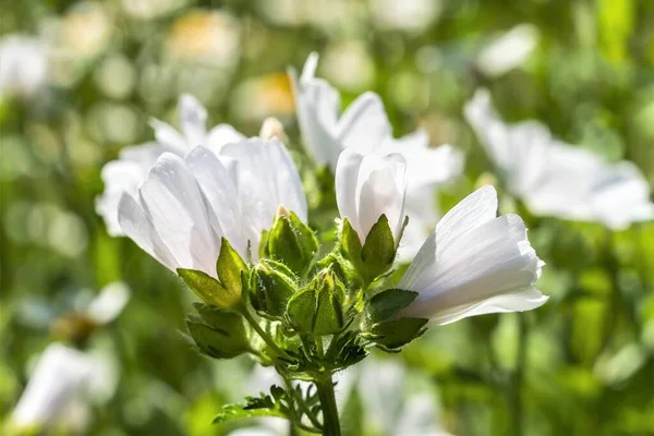 Zarte Weiße Blüten Namens Braut Nahaufnahme — Stockfoto