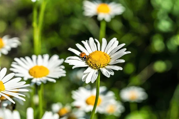 白菊花上的瓢虫作为天然的背景 — 图库照片