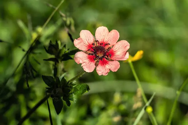 Rote Blume Des Gartens Potentilla Aus Nächster Nähe — Stockfoto