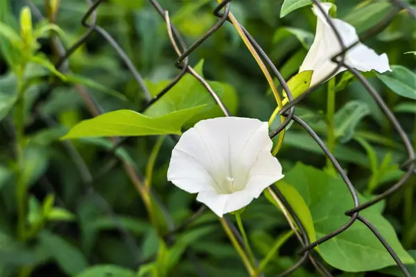 Metal Bir Çitin Üzerinde Sürünen Bir Bitkinin Beyaz Çiçekleri — Stok fotoğraf