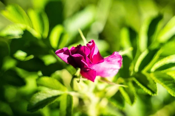 Ljust Röd Nypon Blomma Suddig Grön Bakgrund — Stockfoto