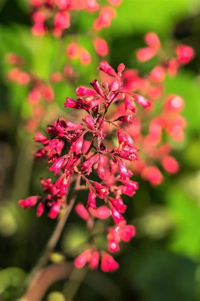 Många Röda Blommor Suddig Grön Bakgrund — Stockfoto