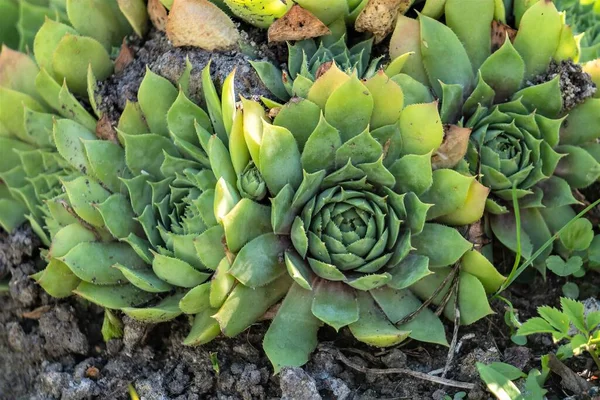 Las Hojas Del Jardín Saxifrage Parecido Rosa — Foto de Stock