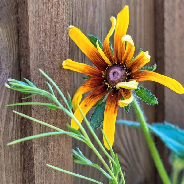 Helle Rudbeckia Blume Auf Dem Hintergrund Einer Holzwand — Stockfoto