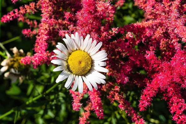 红花天麻中常见的花园洋甘菊 — 图库照片