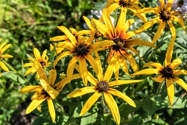 Stilleben Der Gelben Blumen Des Gartens Rudbeckia — Stockfoto
