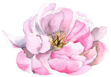 Şakayık çiçeğinin suluboya çizimi. Suluboya ile çizilmiş parlak çiçek eli. Düğün davetiyesi şablonu, tebrik kartı, geçmiş.