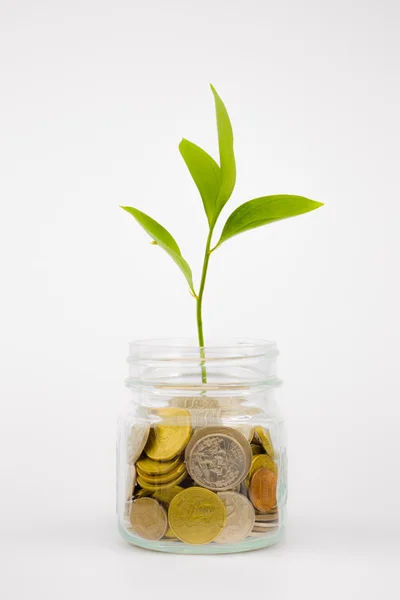 Växt och mynt i glasburk — Stockfoto