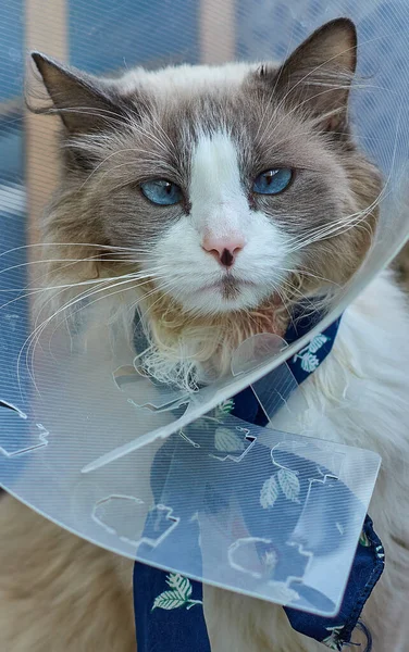 Evcil bir kedi kendini kaşınmaktan ve yalamaktan korumak için koni şeklinde bir tasma takar. Evcil kedilerde deri hastalıkları. Evcil bir kediye bakmak..