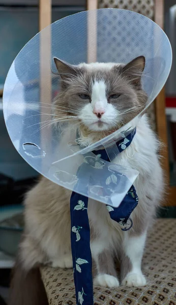 Evcil bir kedi kendini kaşınmaktan ve yalamaktan korumak için koni şeklinde bir tasma takar. Evcil kedilerde deri hastalıkları. Evcil bir kediye bakmak..
