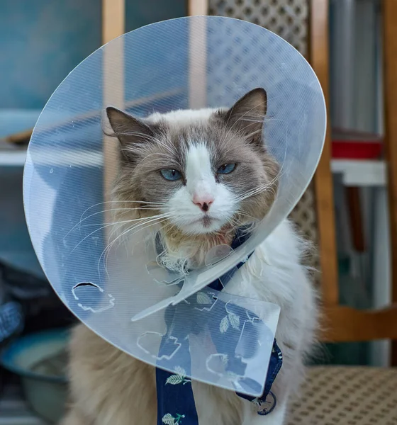 A domestic cat wears a cone-shaped collar to protect itself from scratching and licking. Skin diseases in domestic cats. Caring for a domestic cat.