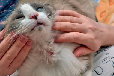 Evcil kedilerde alerjik deri hastalıkları. Deri iltihabından dolayı kedi yarası. Kedilerdeki deri hastalıkları. Kedi sivilceleri. Evcil bir kedinin deri iltihabı. Kedi.