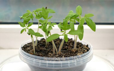 Domatesin küçük yeşil yaprakları. Pencere kenarında domates yetiştirmek..