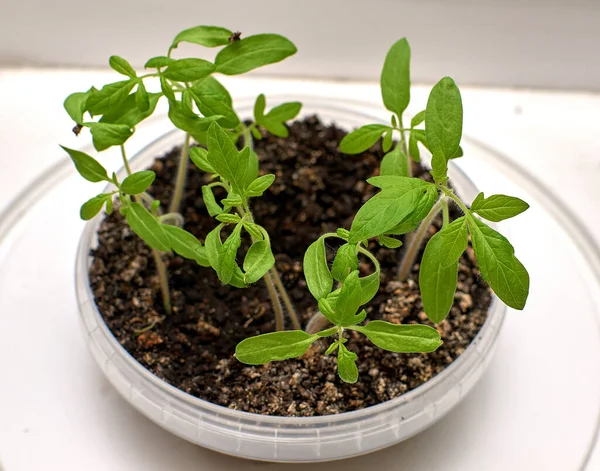 Pequenas Mudas Tomate Pequenas Folhas Verdes Tomate Crescer Tomate Casa — Fotografia de Stock