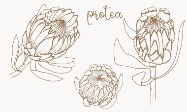 Protea. Set of African flowers. Graphics. clipart
