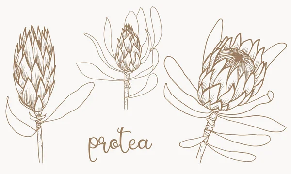 Protea. Bir dizi Afrika çiçeği. Grafikler.