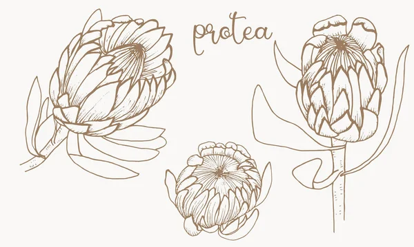 Protea Bir Dizi Afrika Çiçeği Grafikler — Stok Vektör