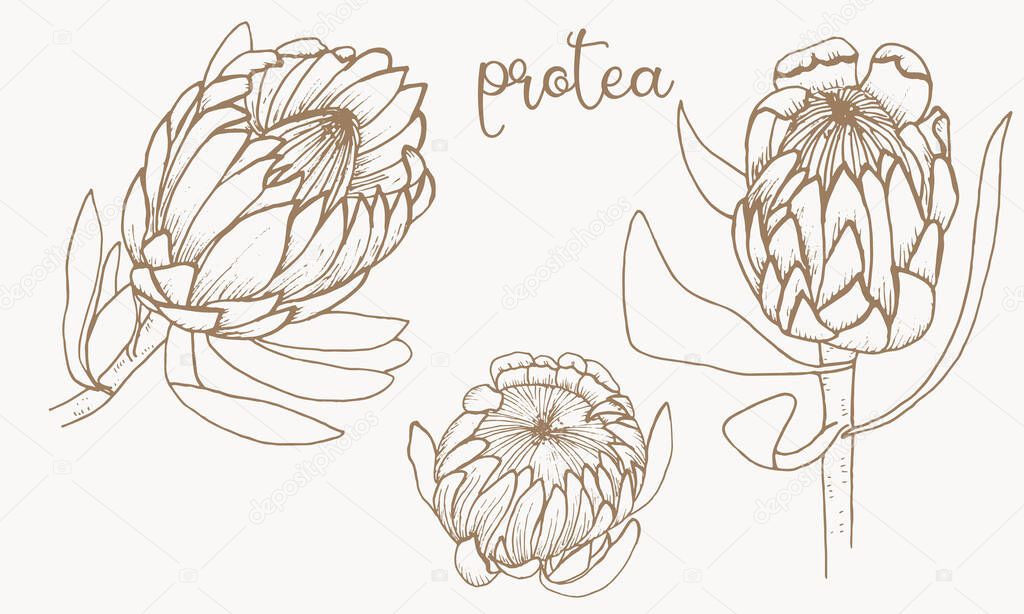 Protea. Set of African flowers. Graphics.