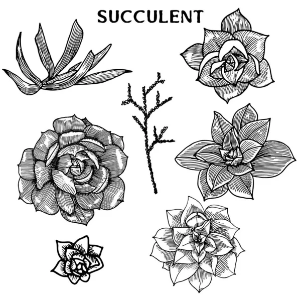 Ensemble Succulents Isolés Vecteur Conception Vintge — Image vectorielle