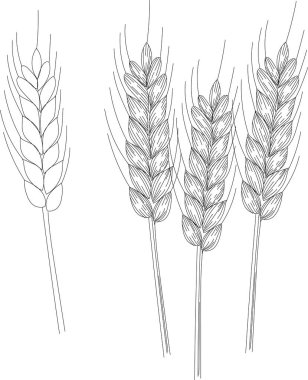 Karalama buğday çizgisi, biyotarımsal taslak, doğa yaz hasat çizgisi sanat, kuluçkaya yatma tekerleği. 