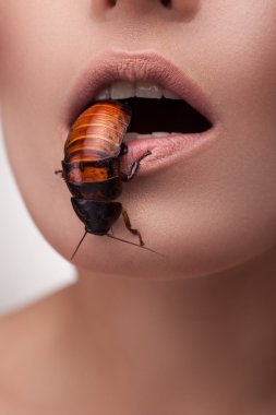 yenilebilir exotica