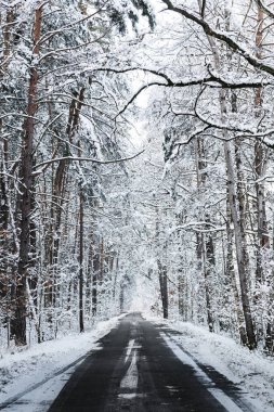 Karla kaplı ormanda donmuş bir yol..