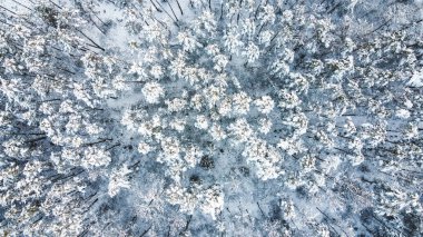 Yukarıdan donmuş orman. Karla kaplı ağaçlara kuş bakışı