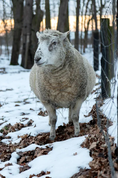 Look Sheep Sheep Portrait Sheep Found Forest Czech Republic — стоковое фото