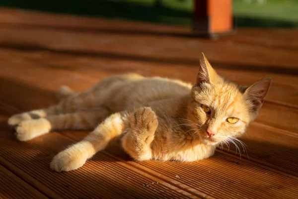 Gatinho Bonito Descansando Alpendre — Fotografia de Stock